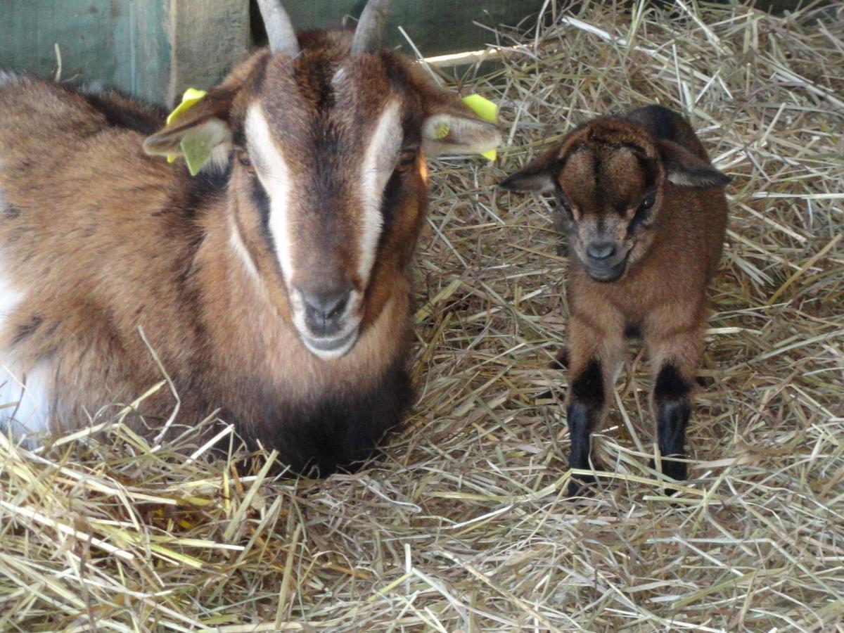 Bed and Breakfast La Petite Ferme De Pouillon - Parc Animalier - Aire De Loisirs Exterior foto